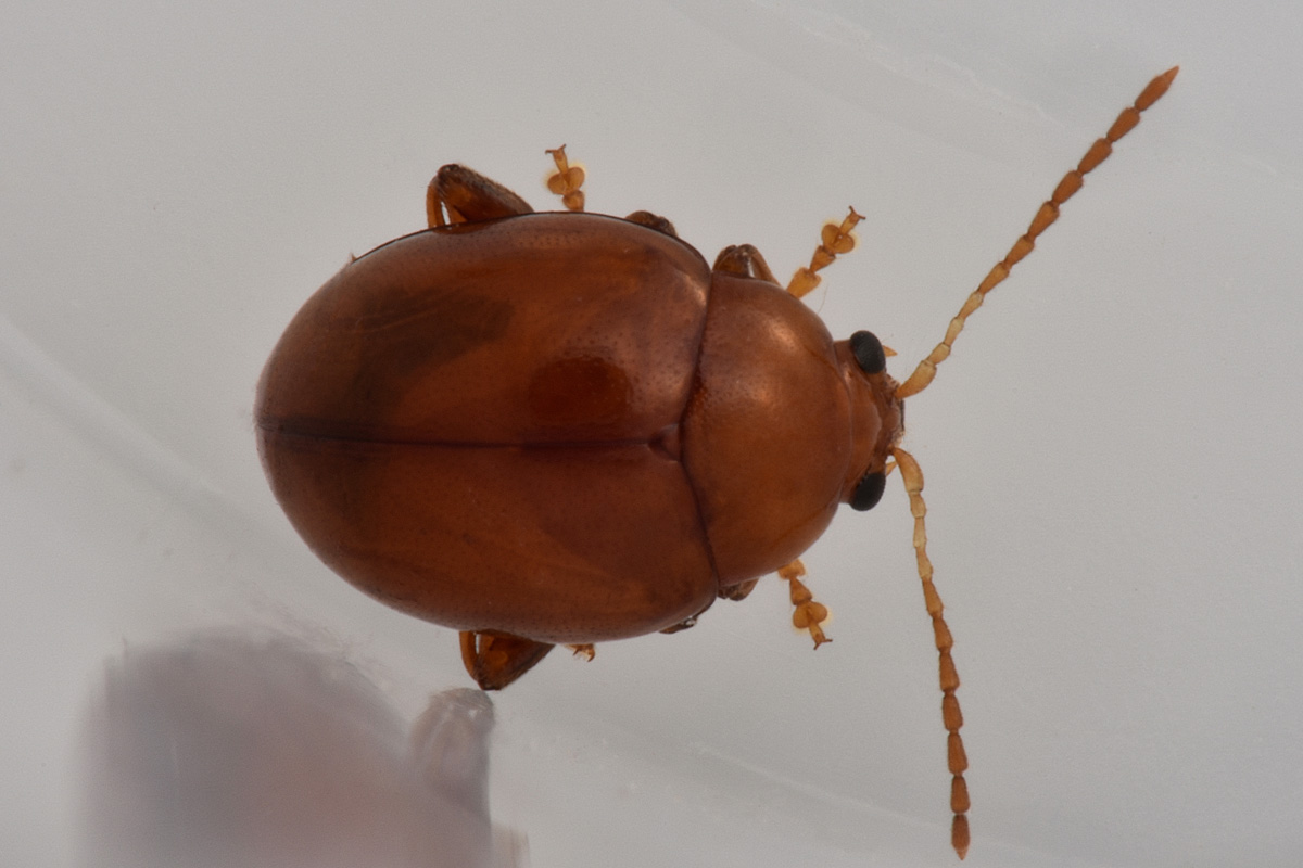 Chrysomelidae: Sphaeroderma  sp.?  S, Sphaeroderma cfr. testaceum